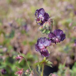 Geranium phaeum var. phaeum 'Samobor' ---